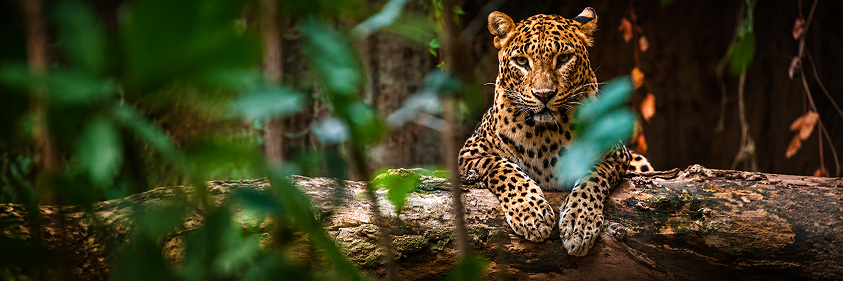 Wilpattu National Park