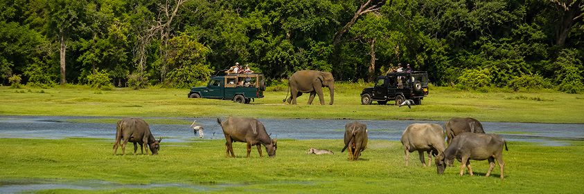 Sigiriya – Wildlife Safari
