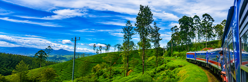 Transfer to Nuwara Eliya via Kandy