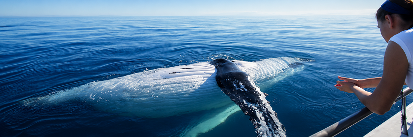 Galle – Whale & Dolphin Watching