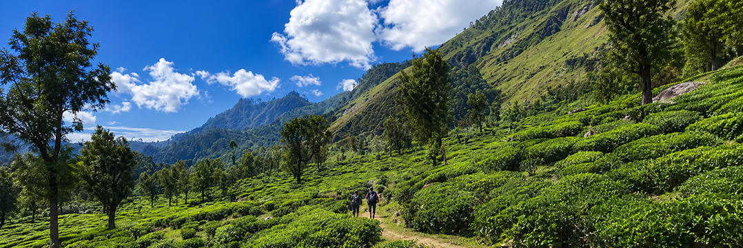 Nuwara Eliya (Pekoe Trail Hike)