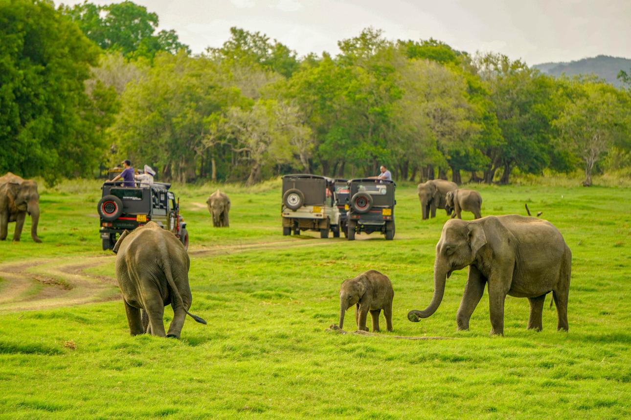 Wilpattu National Park