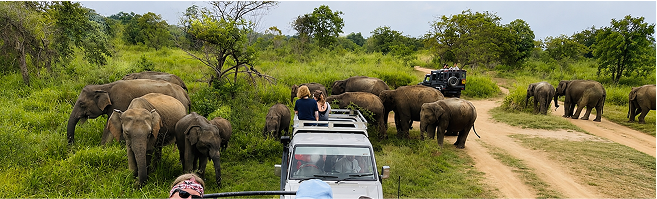 Dambulla (Leisure & Evening Safari)