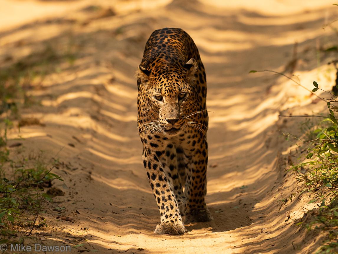 Wilpattu National Park