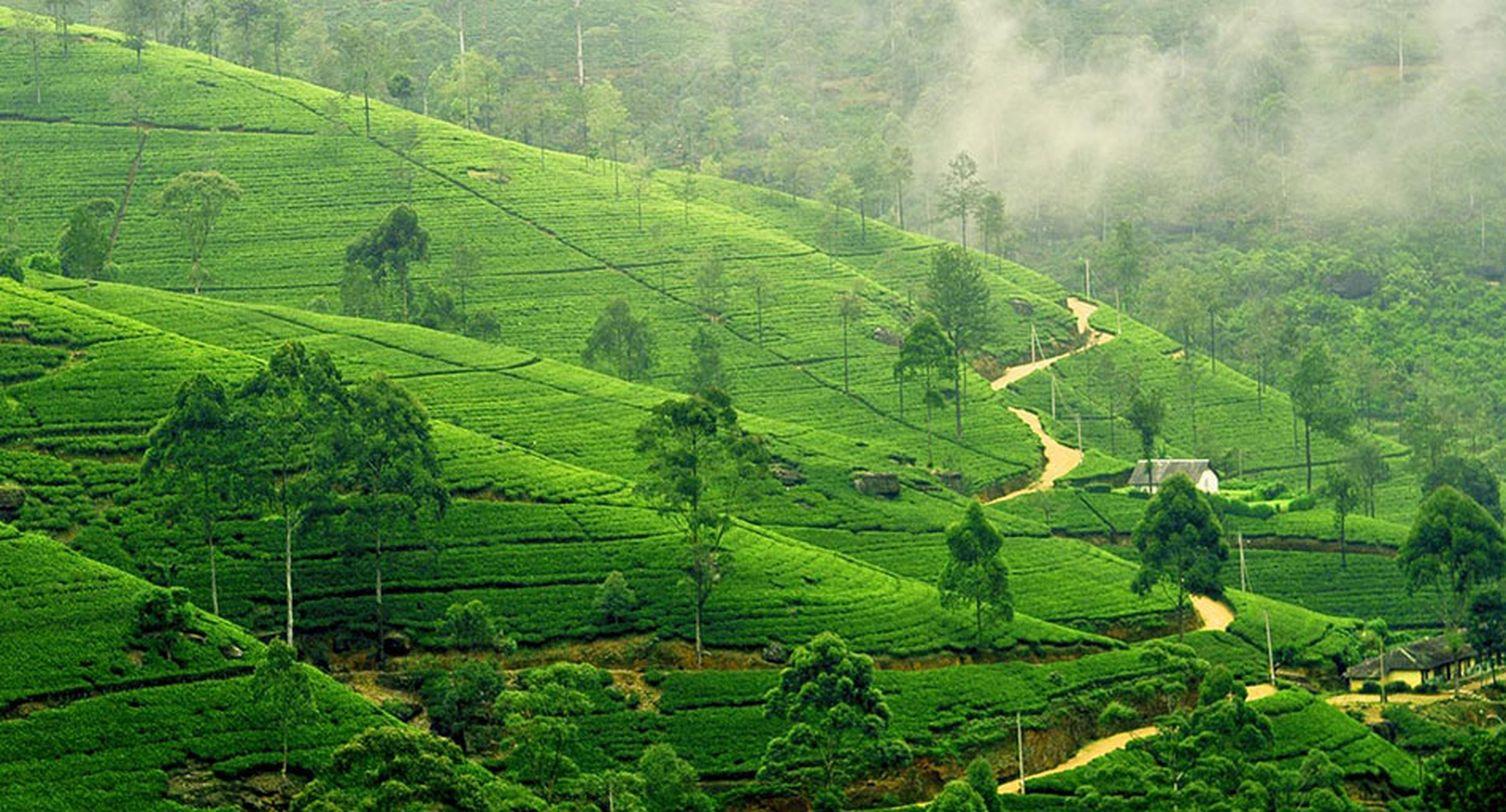 Tea, Mist & Mountain Magic